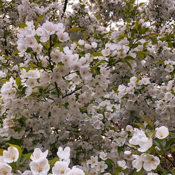 Meet your Posher, Claire - Picture 1 of 1